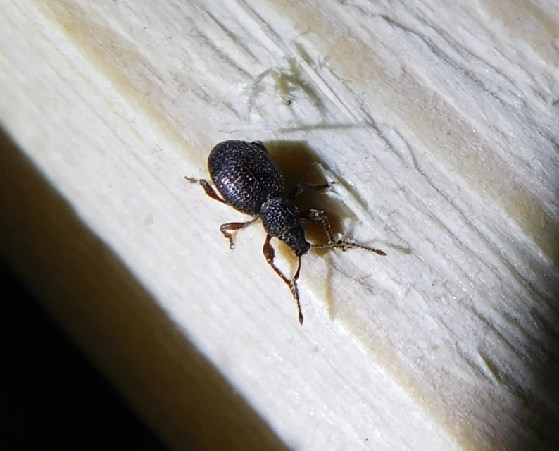 Otiorhynchus ovatus - apró gyalogormányos