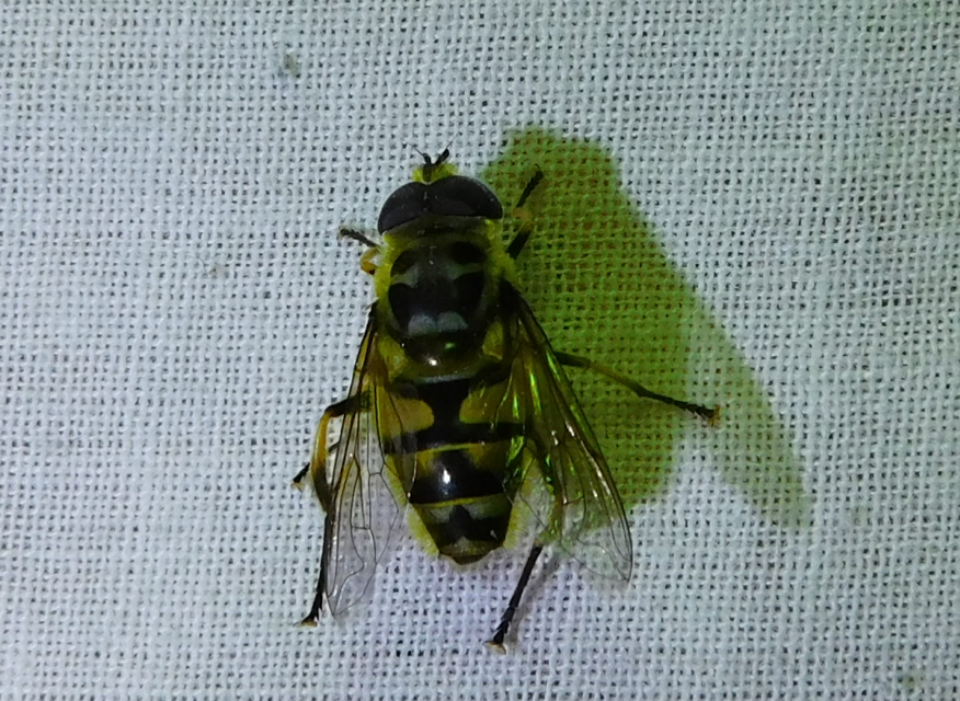 Myathropa florea - halálfejes odúlégy