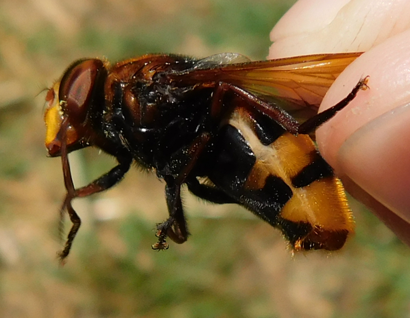 Volucella zonaria - kétöves pihelégy Volucella zonaria - kétöves pihelégy