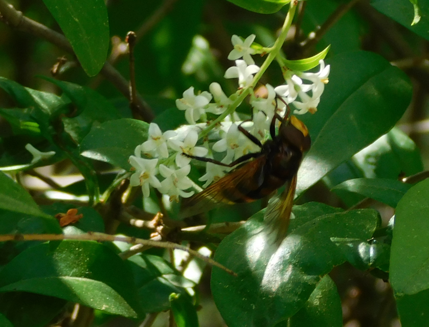 Volucella zonaria - kétöves pihelégy Volucella zonaria - kétöves pihelégy