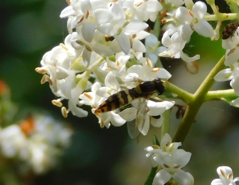 Sphaerophoria
