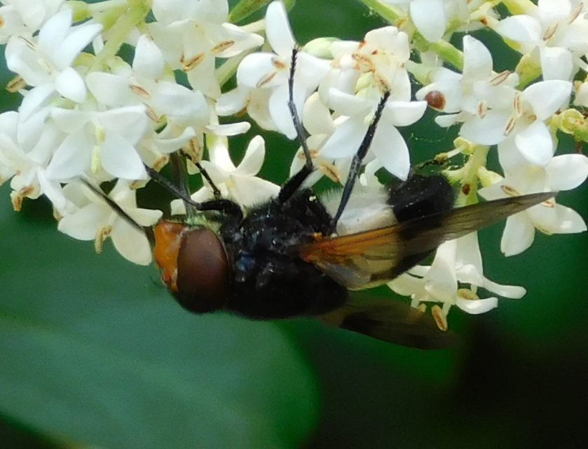 Volucella pellucens - üvegpotrohú pihelégy