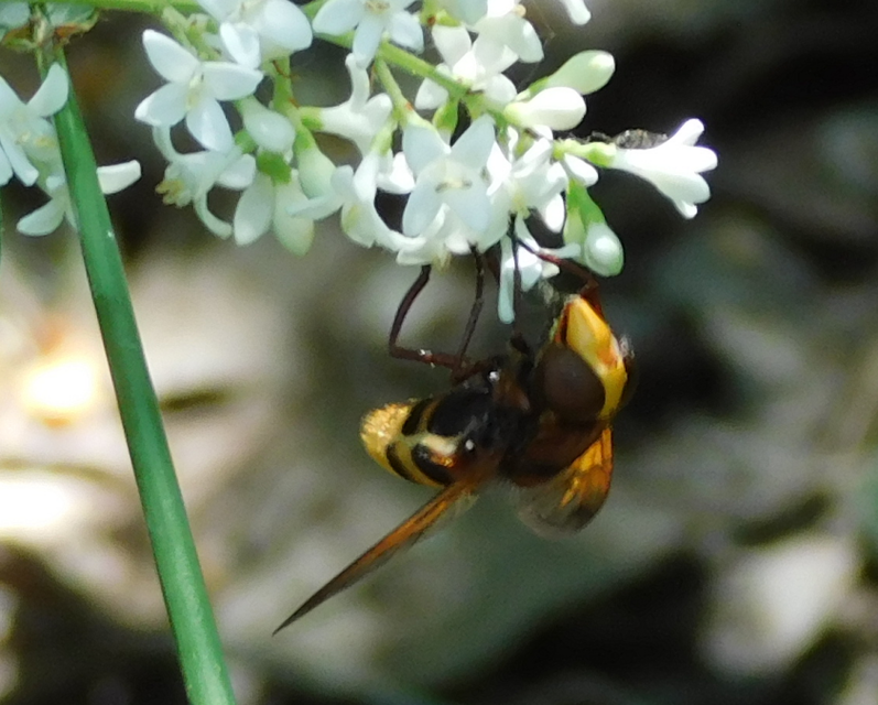 Volucella zonaria - kétöves pihelégy Volucella zonaria - kétöves pihelégy