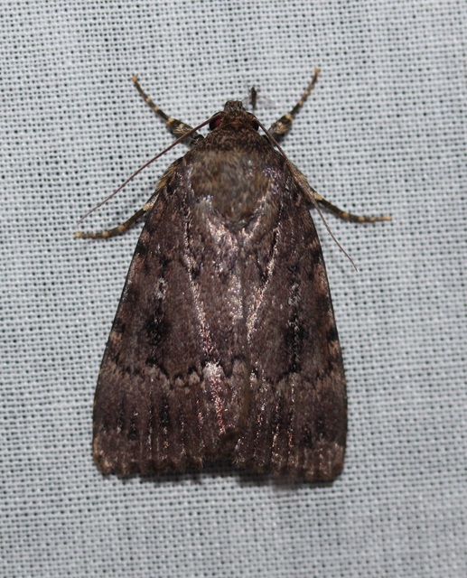 Amphipyra berbera/pyramidea