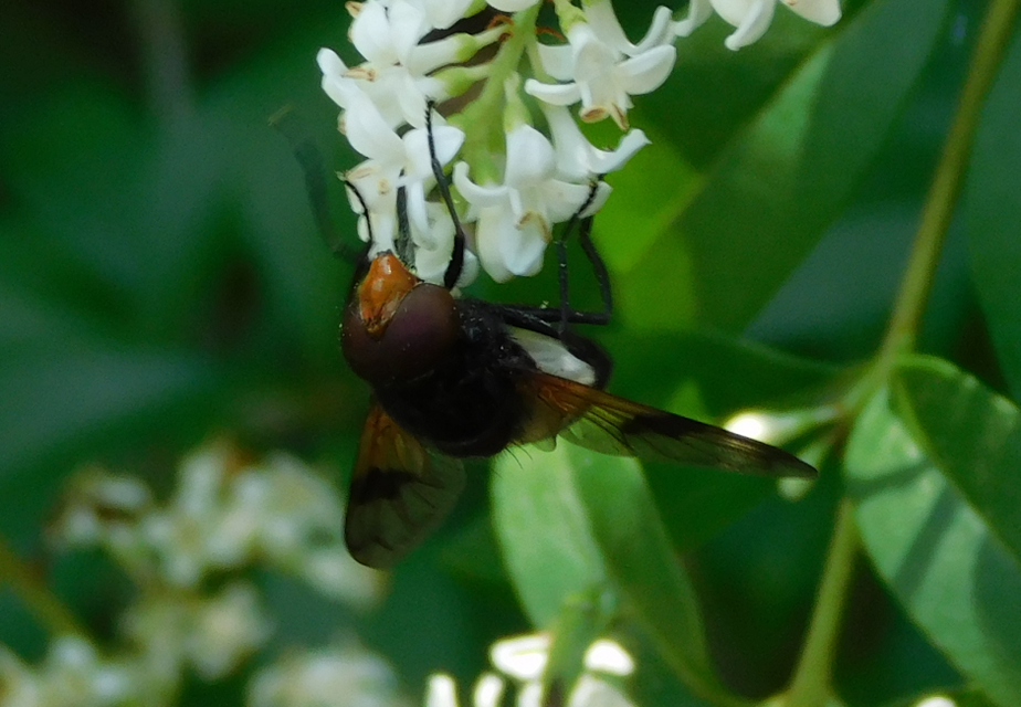 Volucella