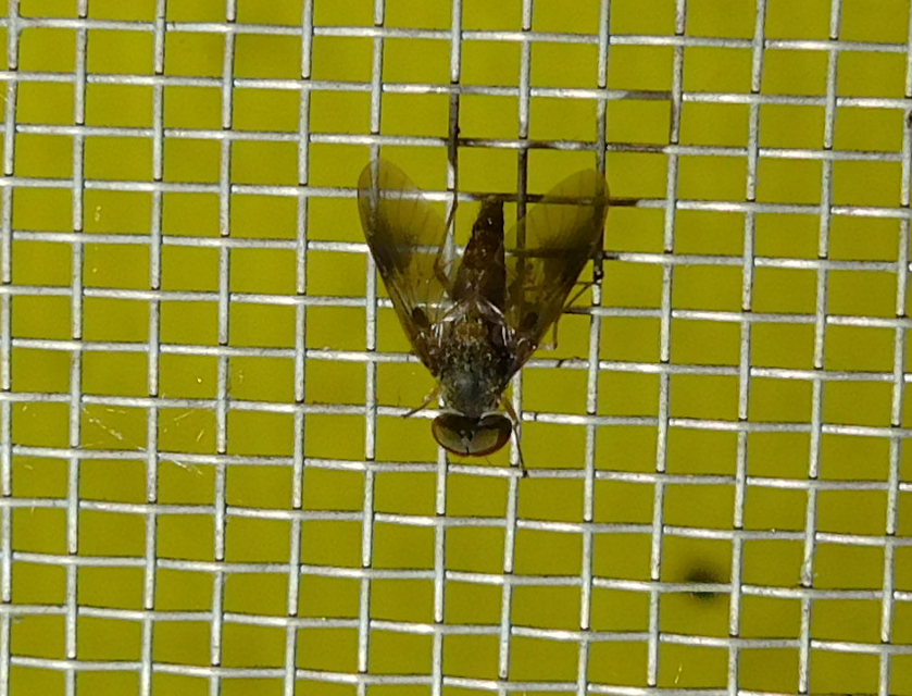 Rhagionidae - kószalégyfélék