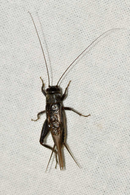 Eumodicogryllus bordigalensis - bordói tücsök