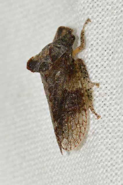 Ledra aurita - füleskabóca