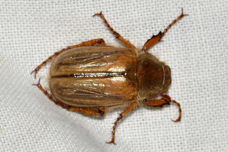 Amphimallon solstitiale - bordás sárgacserebogár