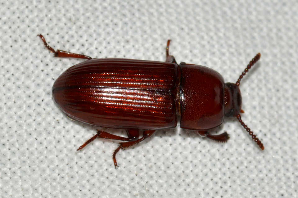Uloma culinaris - nagy rágványbogár