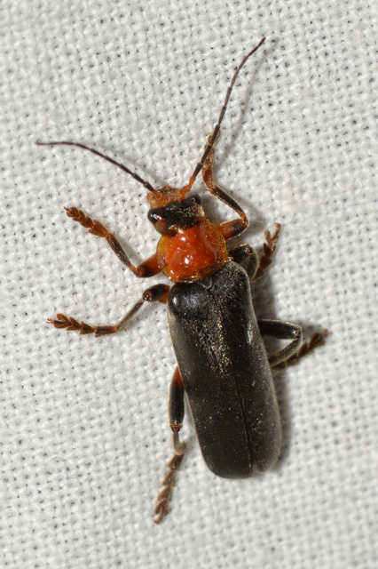 Cantharis livida - mezei lágybogár