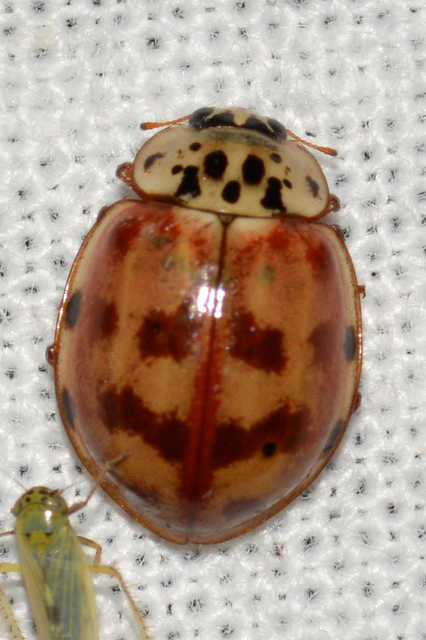 Harmonia quadripunctata - négypettyes katica