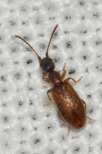 Endomia tenuicollis - keskenynyakú fürgebogár