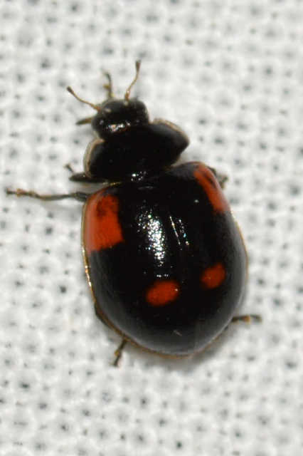 Adalia bipunctata - kétpettyes katica