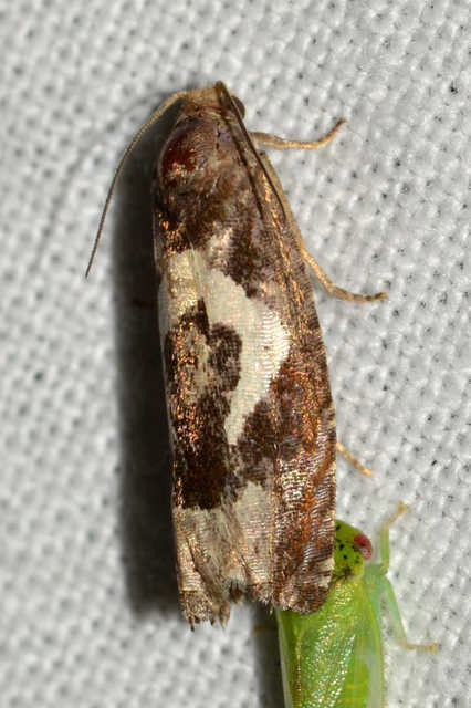 Epiblema foenella - kampósfoltú tükrösmoly