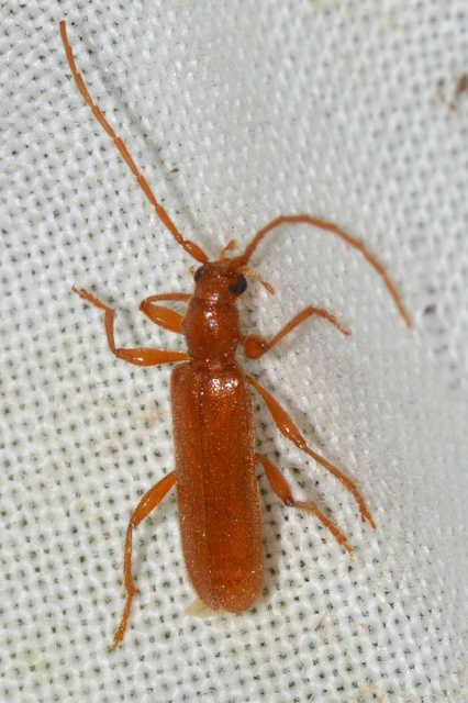 Axinopalpis gracilis - kecses selymescincér