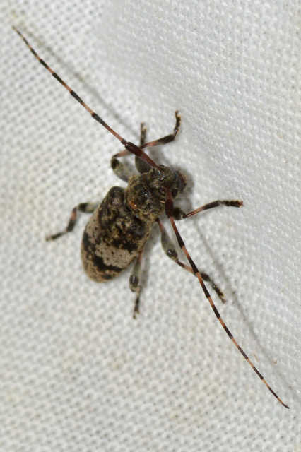 Leiopus nebulosus - öves gesztcincér