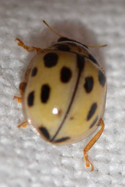 Propylea quatuordecimpunctata - tizennégypettyes füsskata