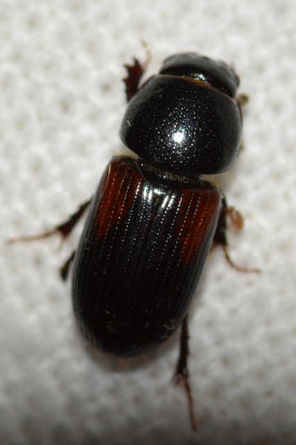 Aphodius varians - változékony trágyabogár