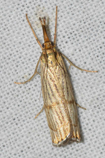 Chrysocrambus linetella - déli fűgyökérmoly