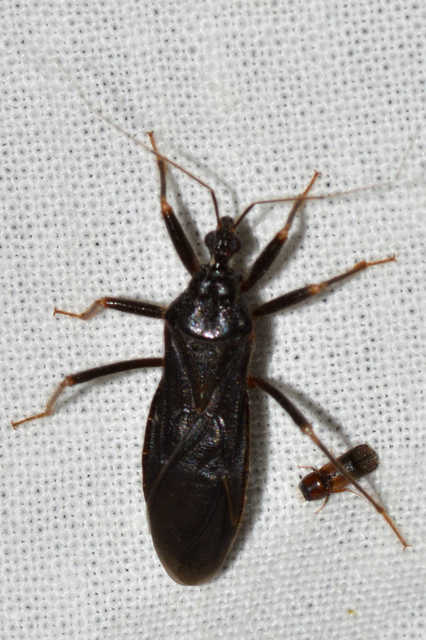 Reduvius personatus - szemetes zugpoloska