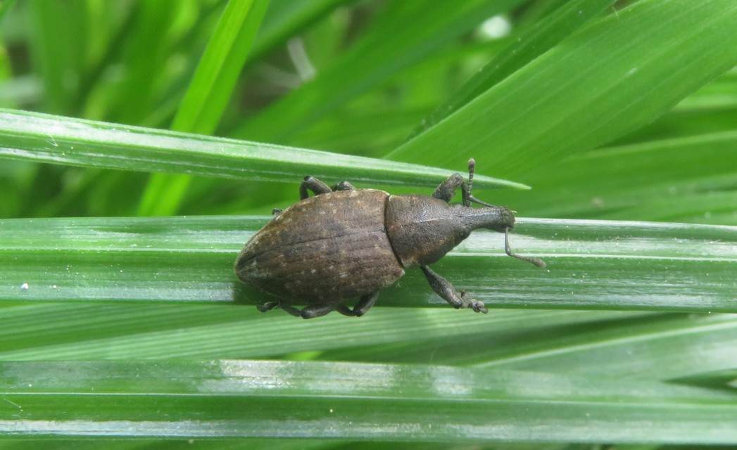 Lepyrus armatus - tompafogú fűzormányos