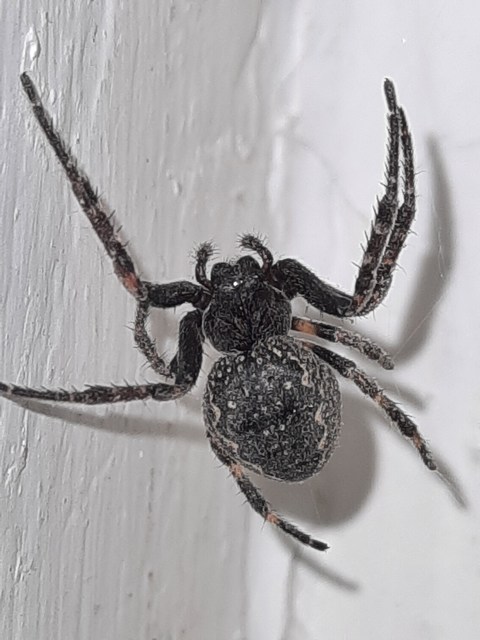 Nuctenea umbratica - közönséges rés-keresztespók