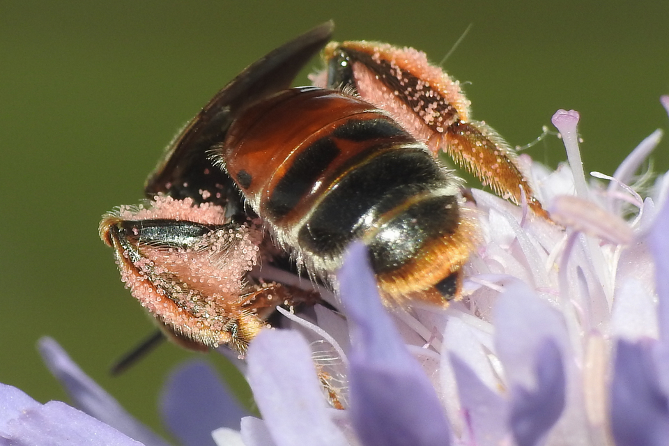 Andrena hattorfiana