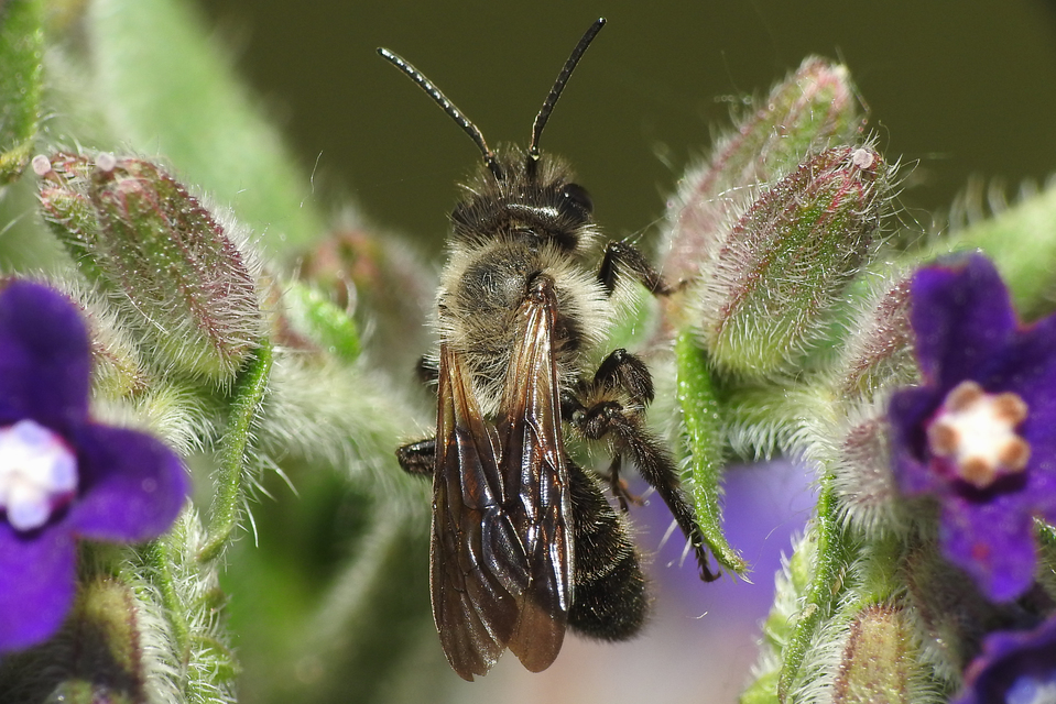 Andrena nasuta