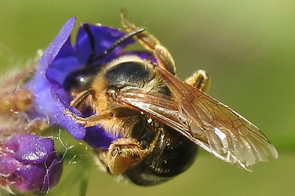 Lasioglossum