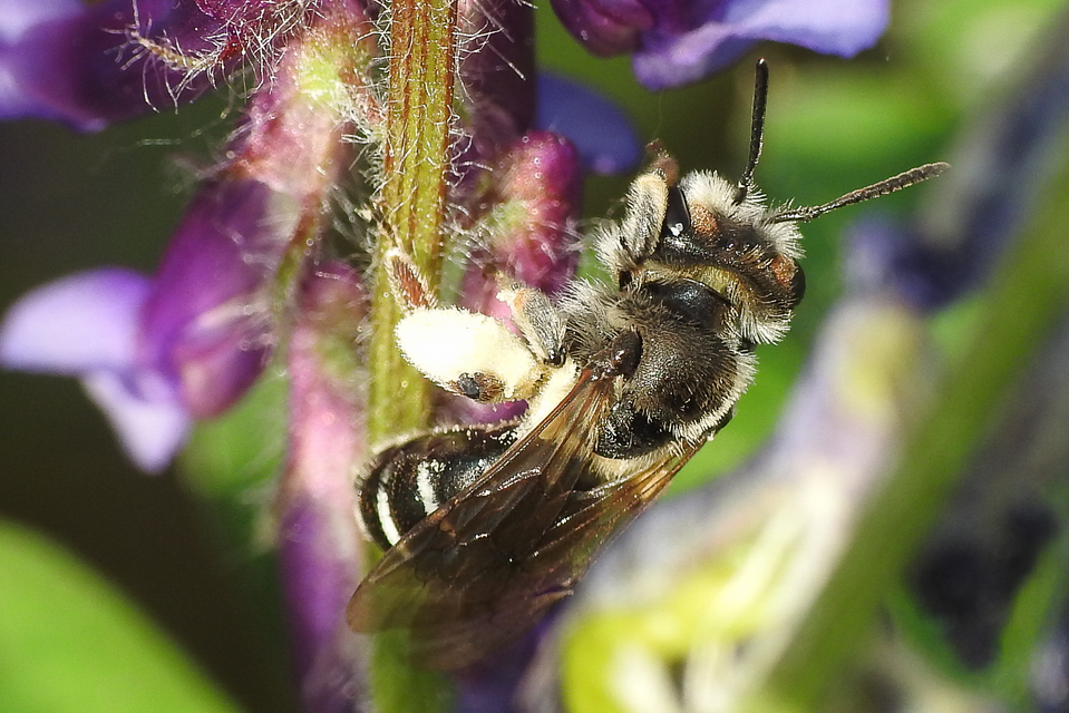 Andrena