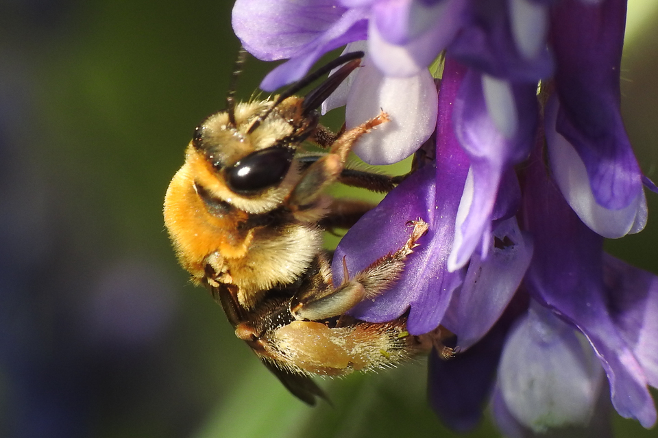 Eucera