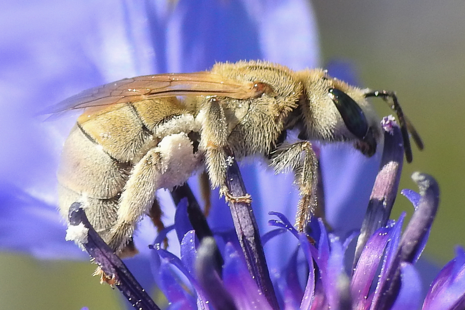Seladonia pollinosa