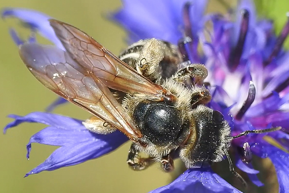 Halictus