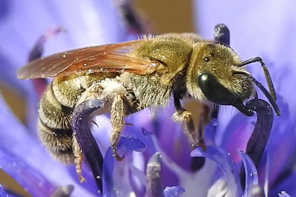 Halictus