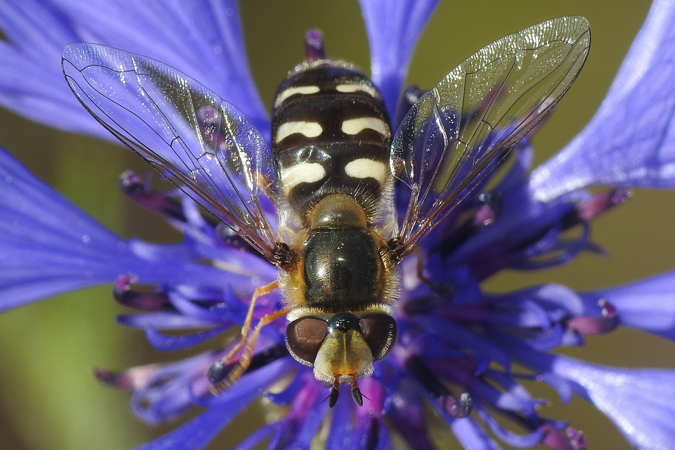 Scaeva pyrastri - gyakori nagyhomlokúlégy