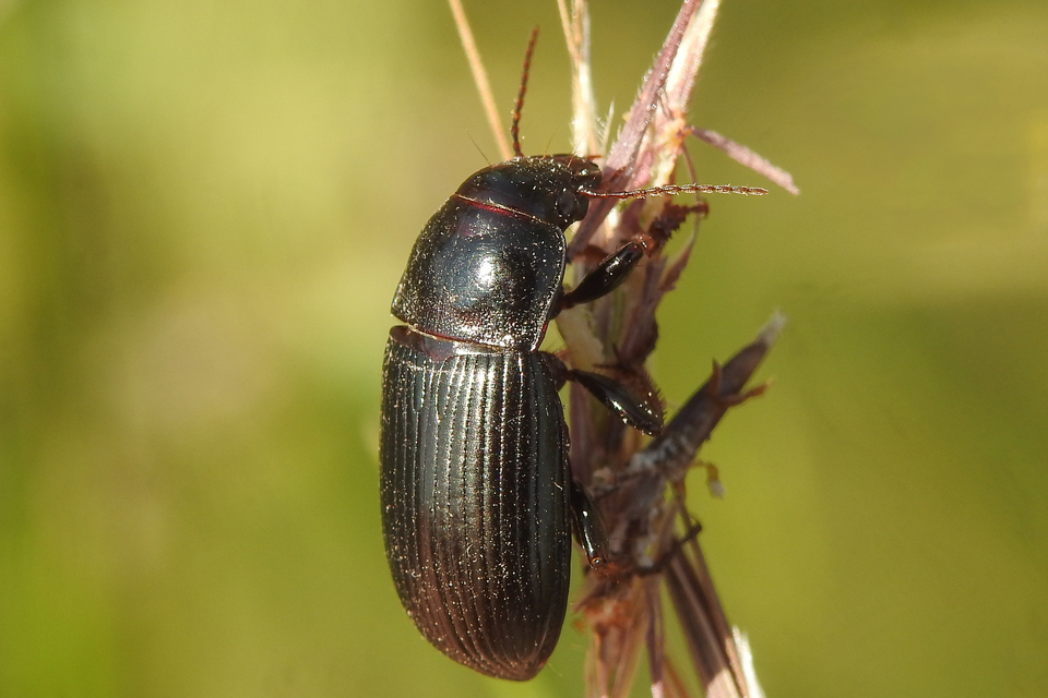 Zabrus tenebrioides - gabonafutó