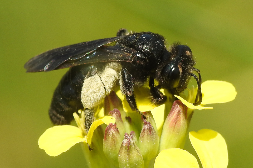 Andrena pilipes