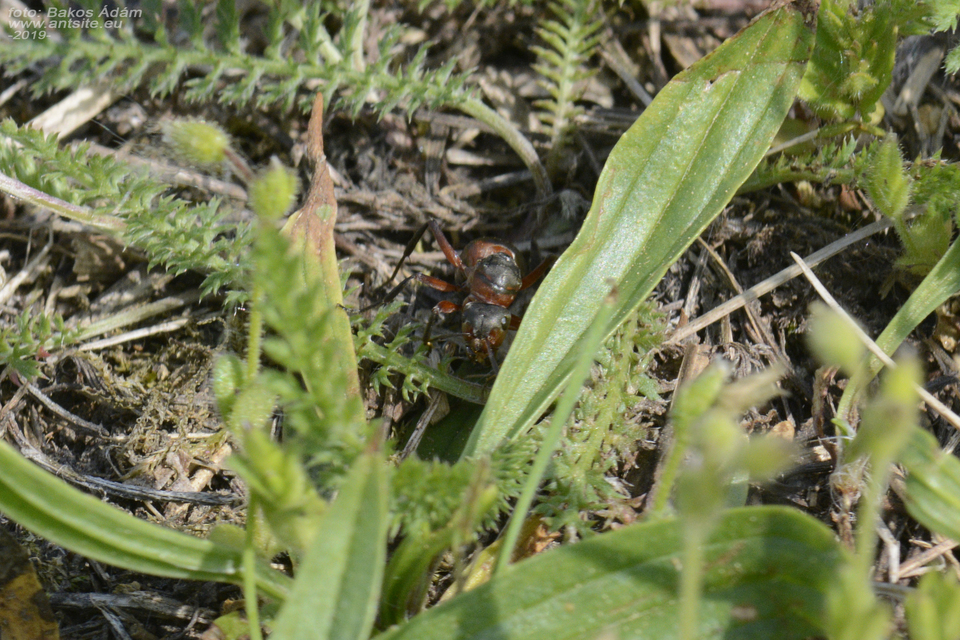 Formica pratensis - réti vöröshangya