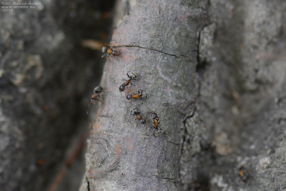 Liometopum microcephalum - tölgyfahangya