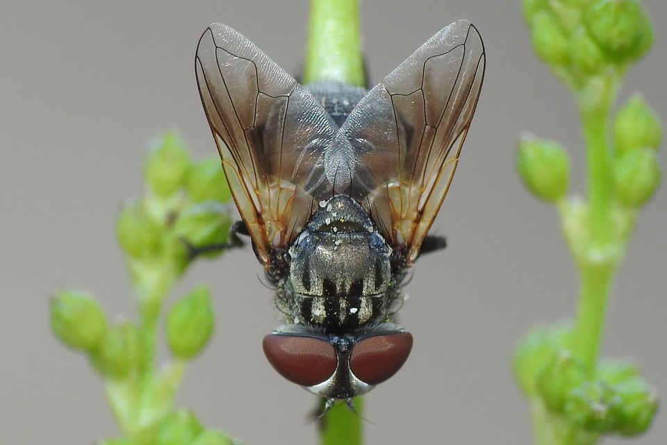 Phasia subcoleoptrata
