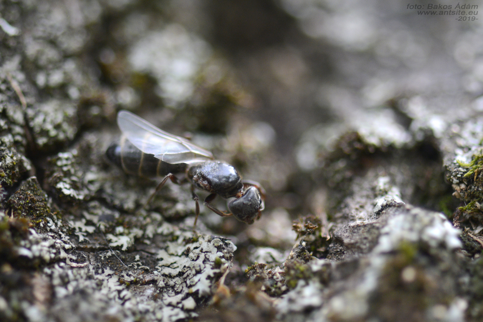 Liometopum microcephalum - tölgyfahangya
