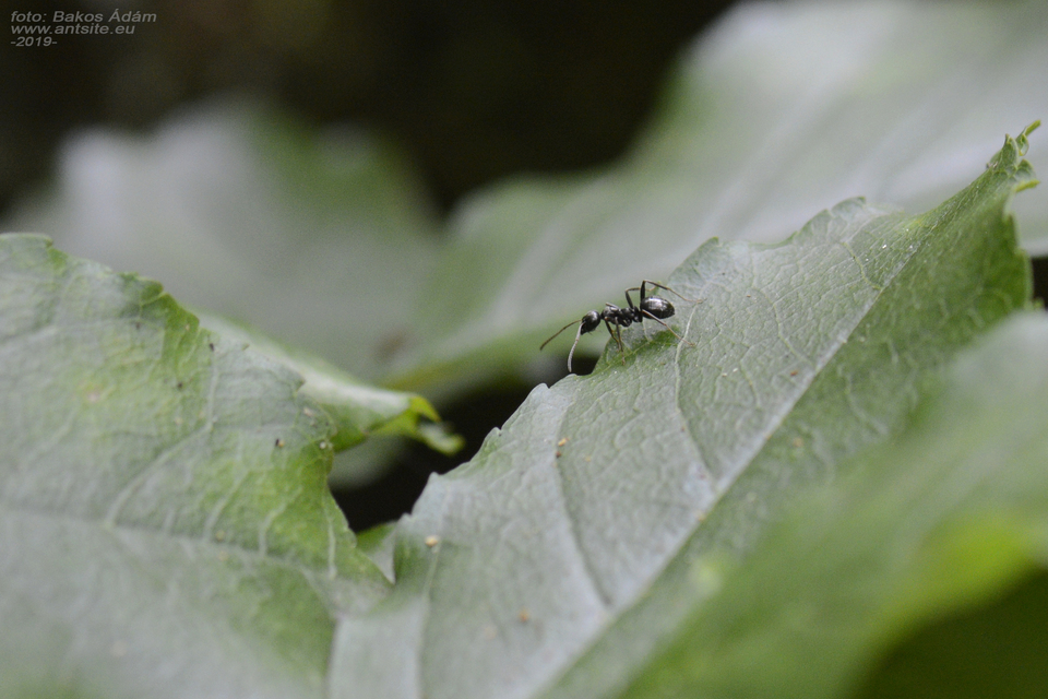 Formica fusca - kormos rabszolgahangya