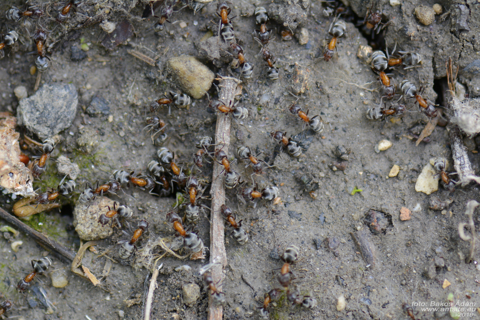 Liometopum microcephalum - tölgyfahangya