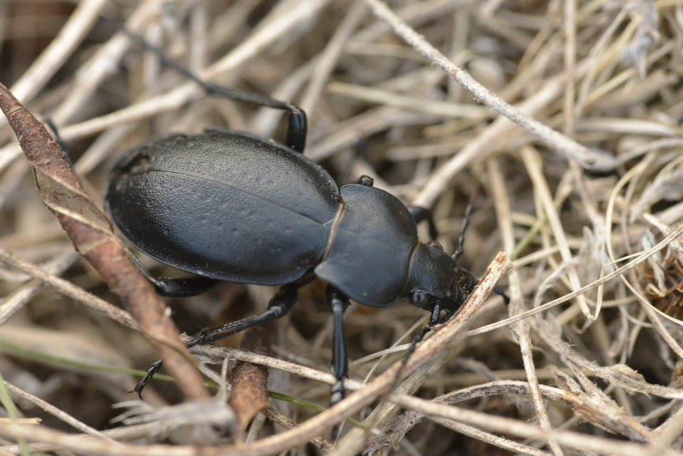 Carabus hungaricus - magyar futrinka