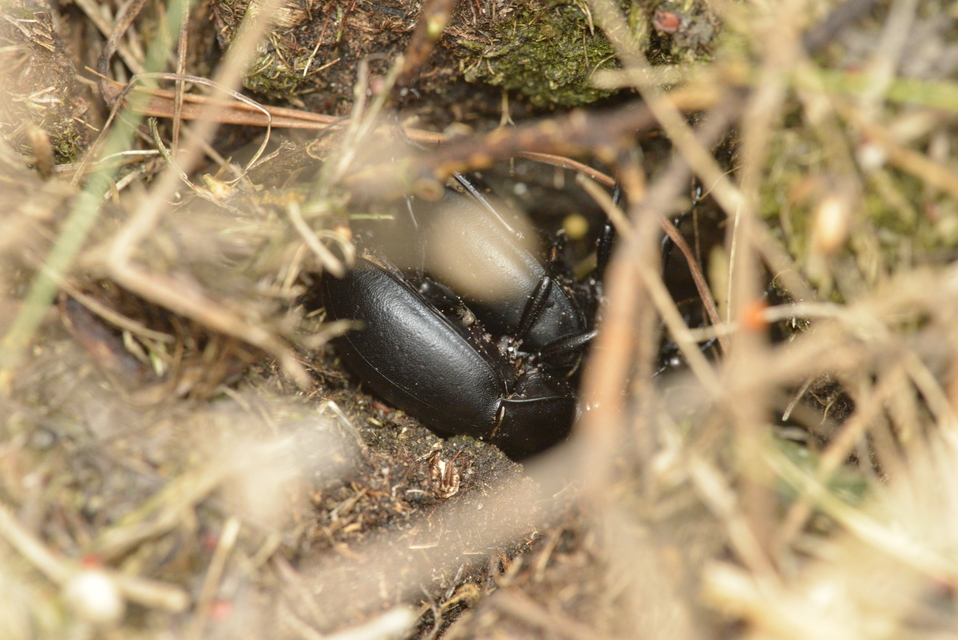 Carabus hungaricus - magyar futrinka