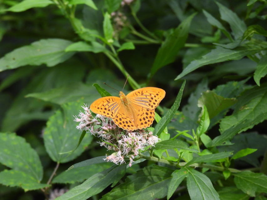 Argynnis paphia - nagy gyöngyházlepke