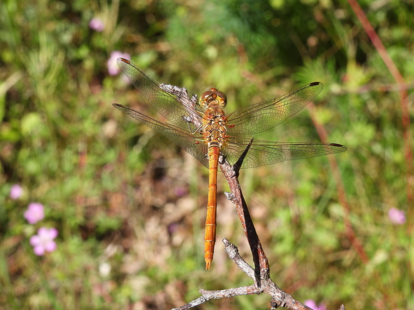 Sympetrum meridionale - fakó katona-szitakötő