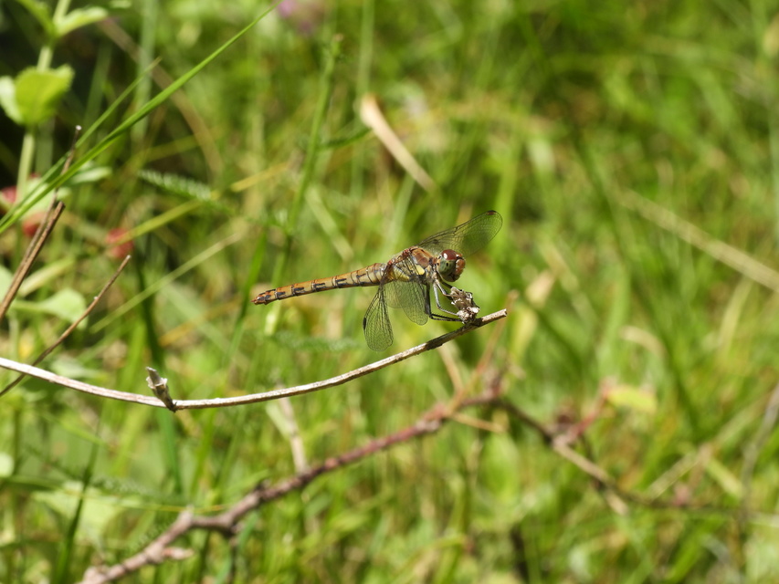 Sympetrum striolatum - harántsávos katona-szitakötő