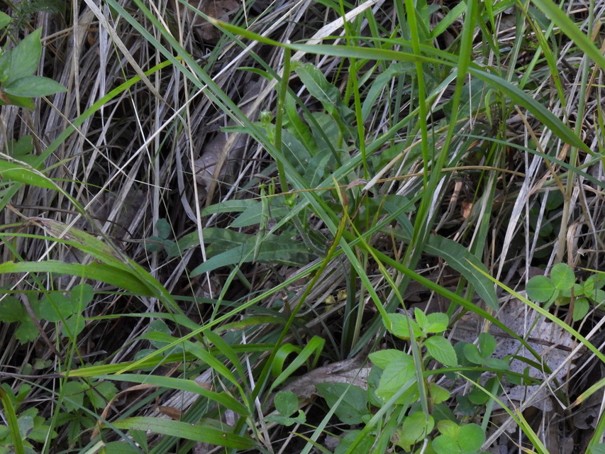 Mantis religiosa - imádkozósáska